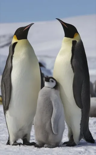 Genetic Study Reveals First New Penguin Species in Over a Century