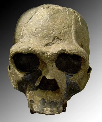 Fossil Evidence Suggests Early Homo Abandoned Tree-Climbing by 1.8 Million Years Ago Fossil Evidence Suggests Early Homo Abandoned Tree-Climbing by 1.8 Million Years Ago