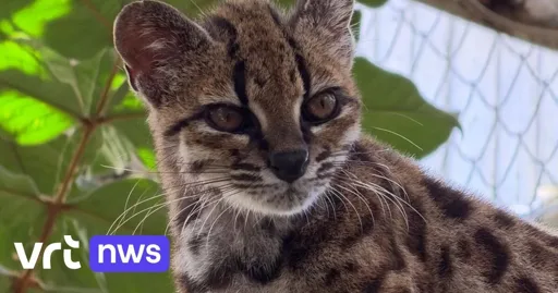 Antwerpse biologen ontdekken na honderd jaar nieuwe kattensoort in Bolivia