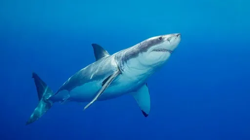 Australian Swimmer Killed in Suspected Shark Attack at Perth Beach Australian Swimmer Killed in Suspected Shark Attack at Perth Beach