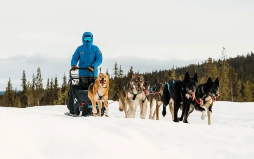 Fjällräven Polar 2027 : 300 km en traîneau à chiens à travers l'Arctique, 20 places à saisir Fjällräven Polar 2027 : 300 km en traîneau à chiens à travers l'Arctique, 20 places à saisir