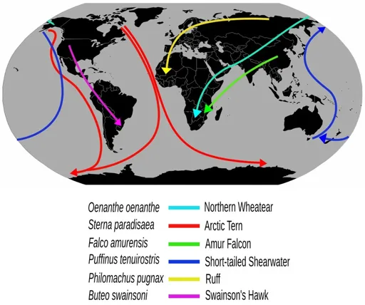 Climate Change Reshapes Bird Migration Routes, Report Finds Nearly Half of Species in Decline Climate Change Reshapes Bird Migration Routes, Report Finds Nearly Half of Species in Decline