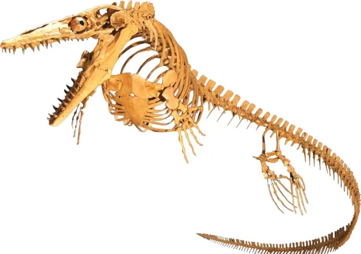 Paleontologists Identify New Mosasaur Species in Egypt's Western Desert Paleontologists Identify New Mosasaur Species in Egypt's Western Desert