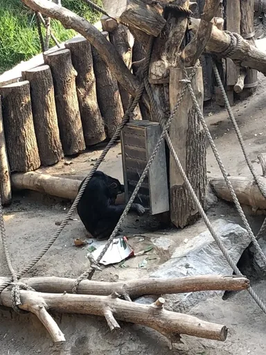 Wild Chimpanzees Seen Handing Tools to Youngsters in Rare Teaching Footage