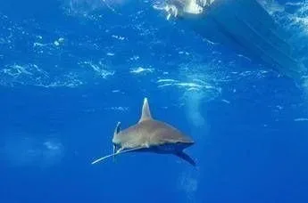 Un nageur tué par un requin près de Perth, les plages fermées
