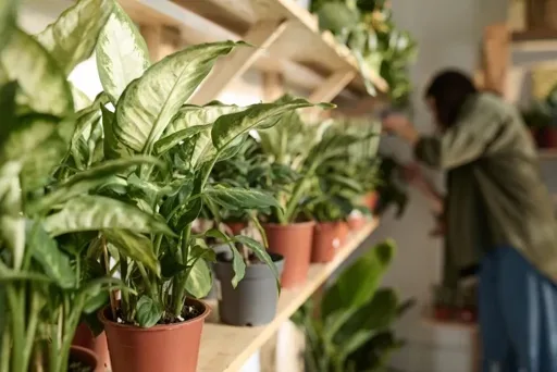 Socker som växtnäring inomhus – så gör du för att stärka plantorna inför vintern