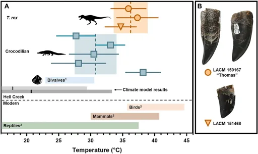 Le T. rex était un animal à sang chaud, selon une étude sur ses dents Le T. rex était un animal à sang chaud, selon une étude sur ses dents