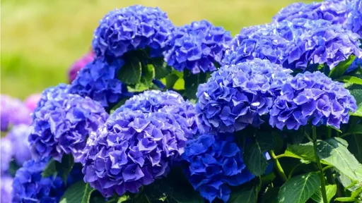 «Ancient Blue» utsedd till trädgårdens färg 2027 «Ancient Blue» utsedd till trädgårdens färg 2027